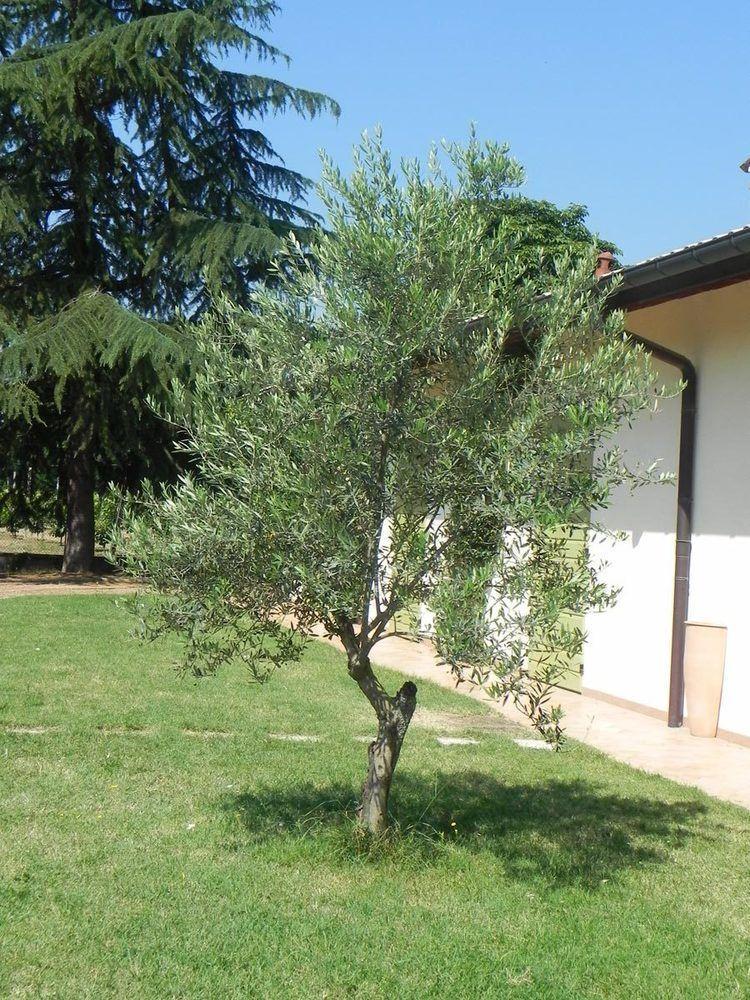 Caterina Faenza