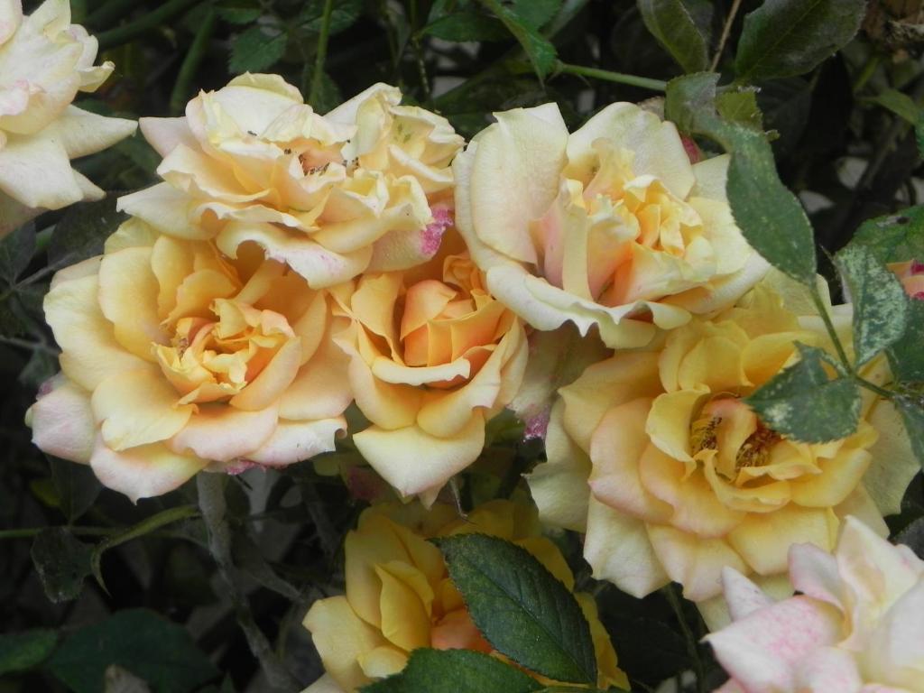 Caterina Faenza