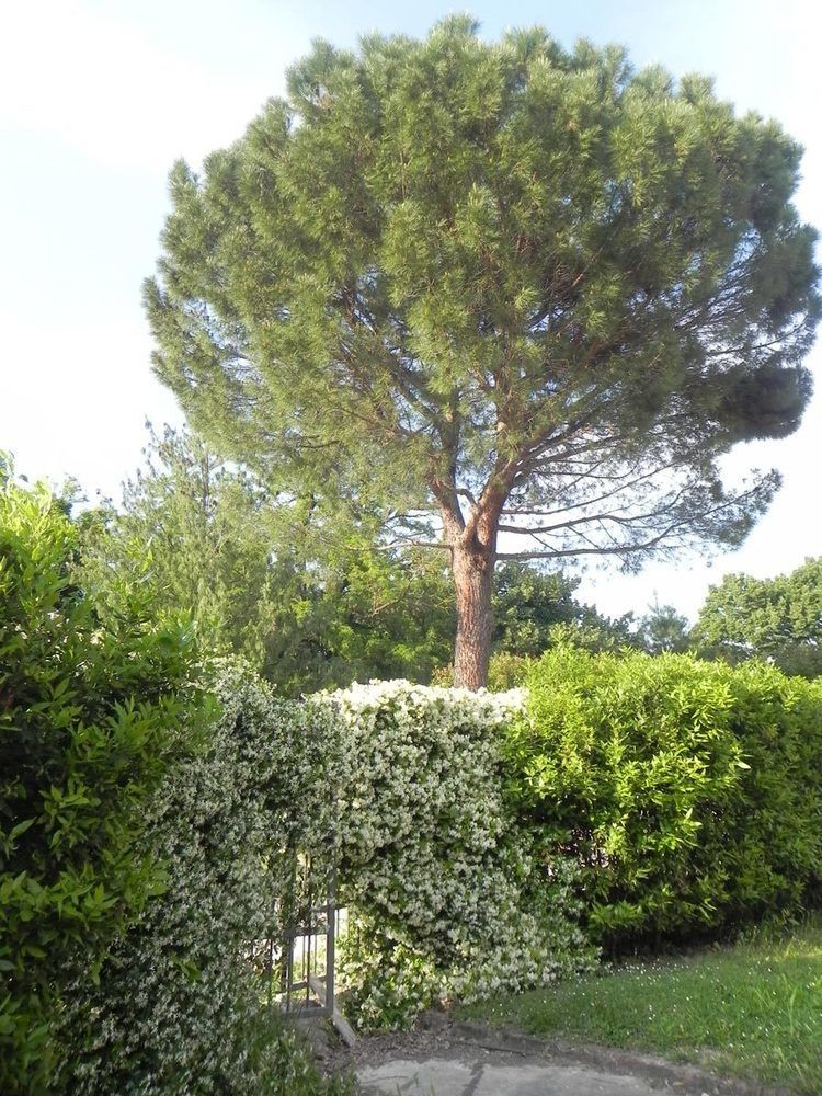 Caterina 3*